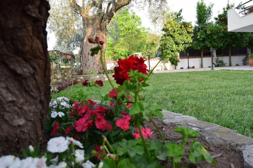 Tsafas αpartments * Limenas (Thasos)